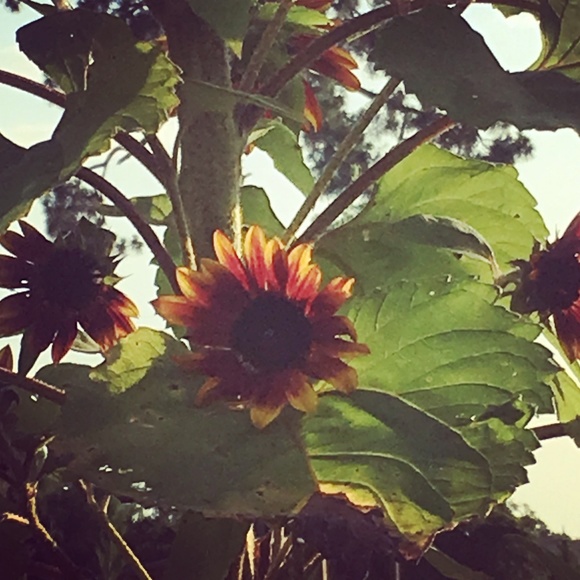 Meet your Posher, Allysarae - Picture 1 of 1